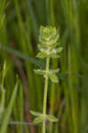 Piedmont bedstraw